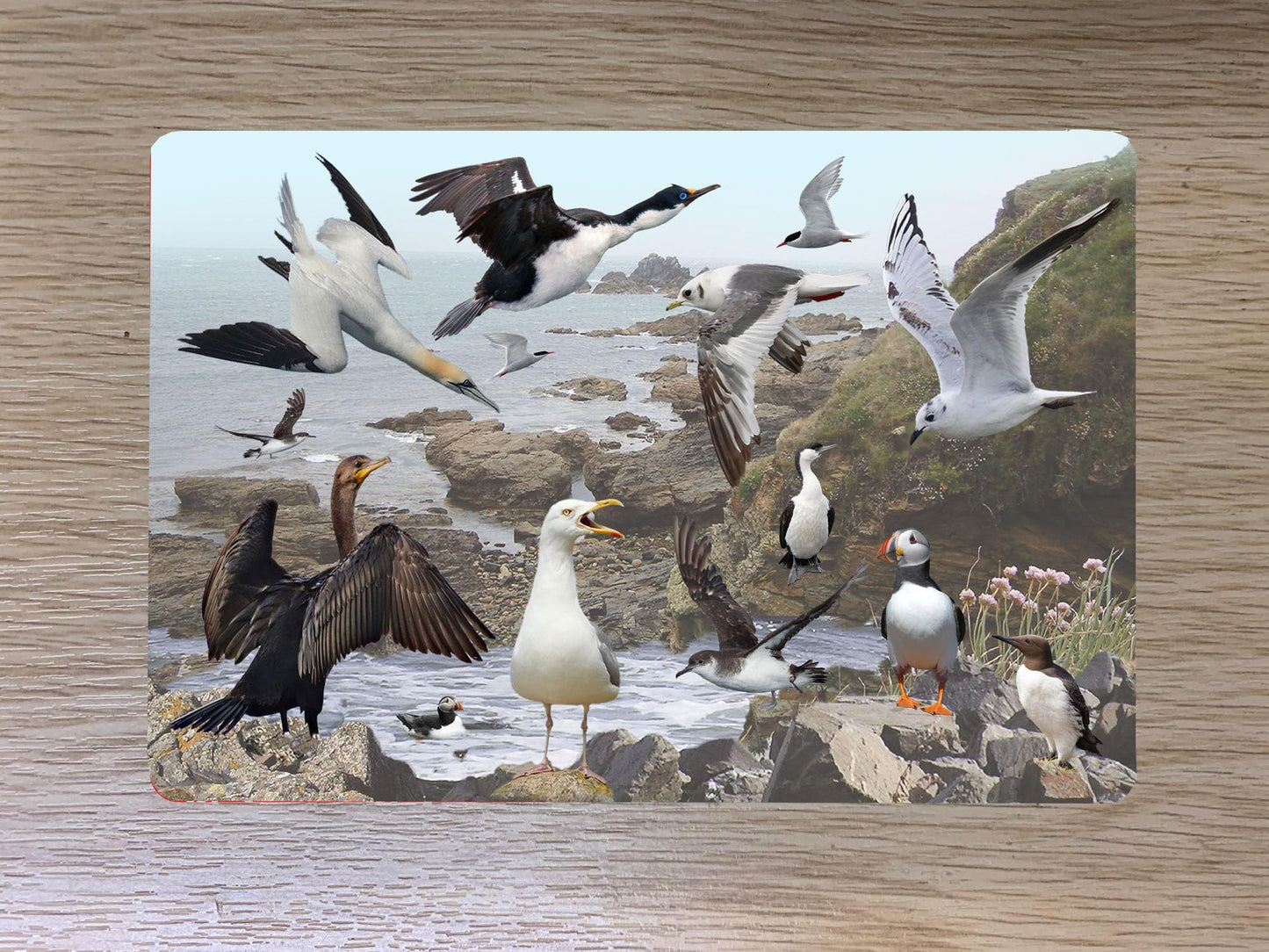 Coastal Birds Passport Case Holder Gift