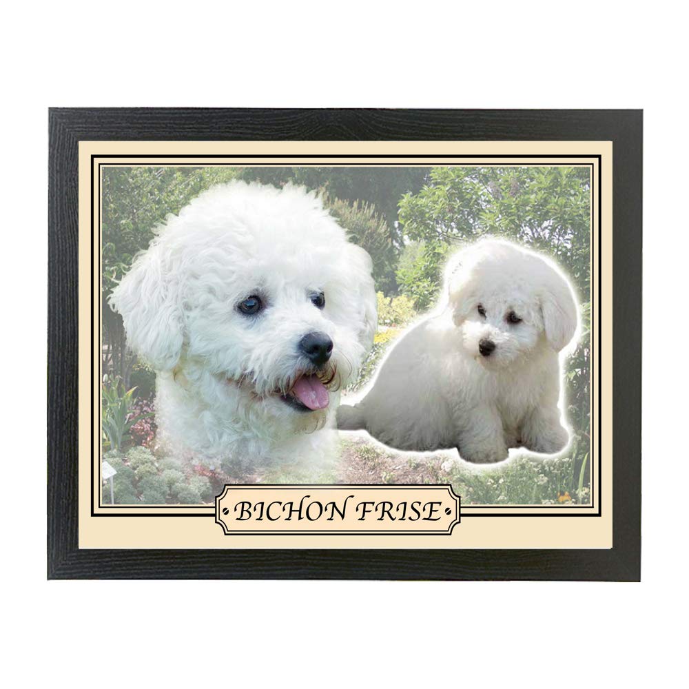 Bichon Frise dog breed framed picture gift