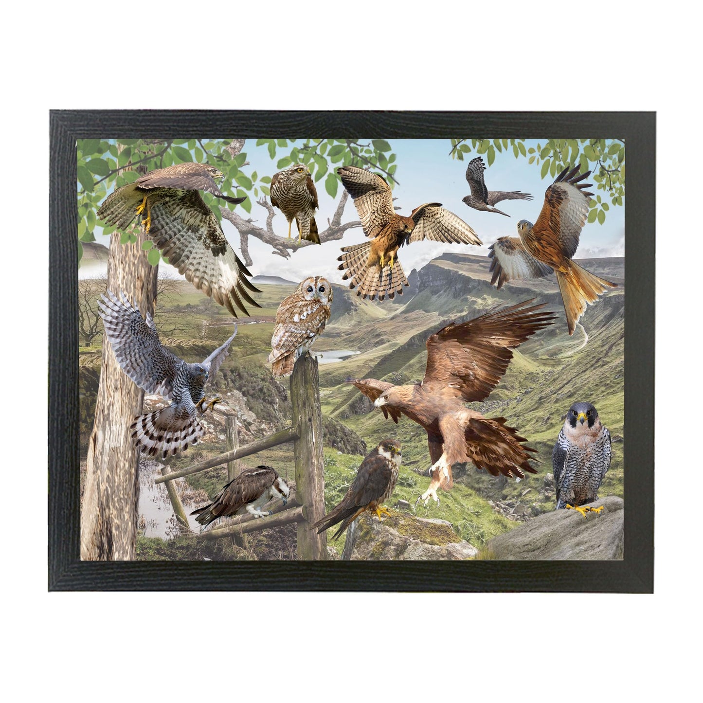 British Birds Of Prey Lap Tray Gift