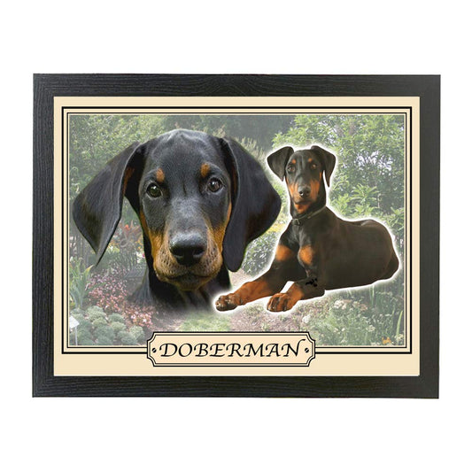 Doberman dog breed framed picture gift