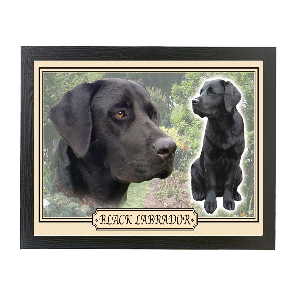 Black Labrador dog breed framed picture gift