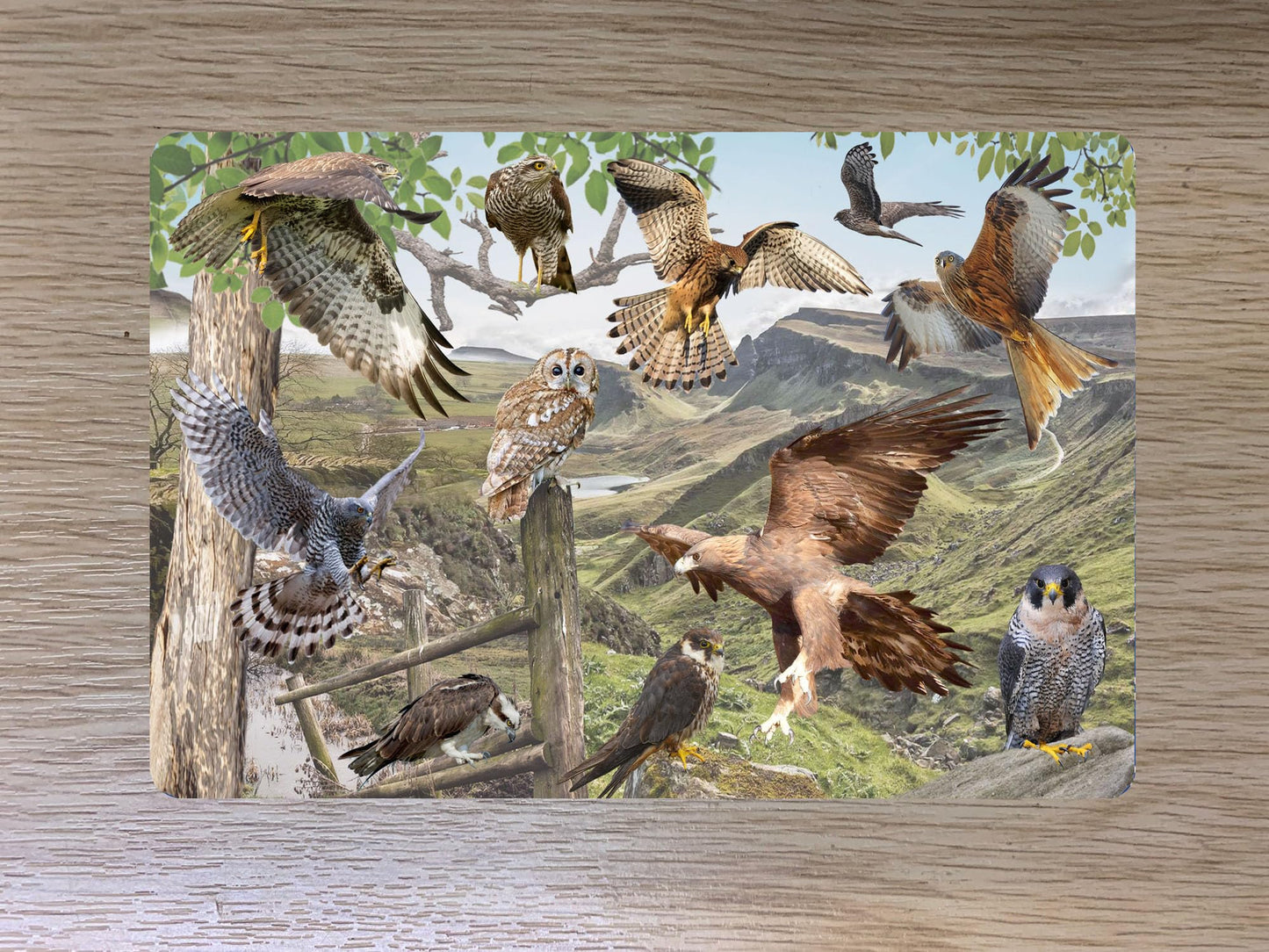 British Bird of Prey Passport Case Holder Gift