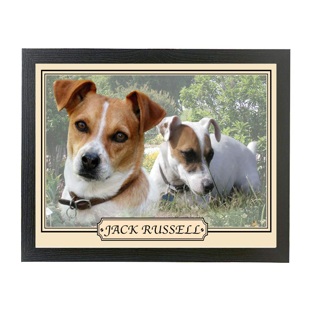 Jack Russell Terrier dog breed framed picture gift