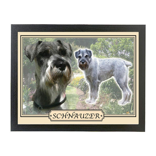 Schnauzer dog breed framed picture gift