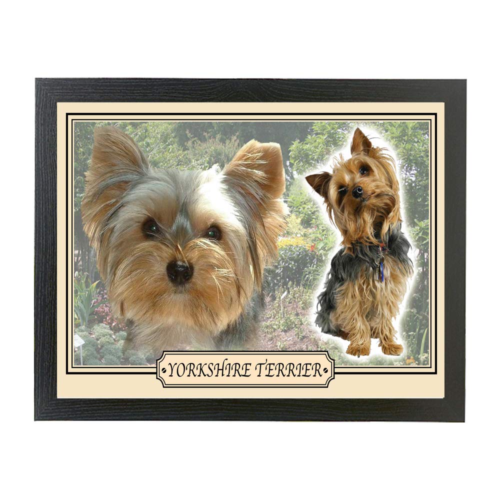 Yorkshire Terrier dog breed framed picture gift