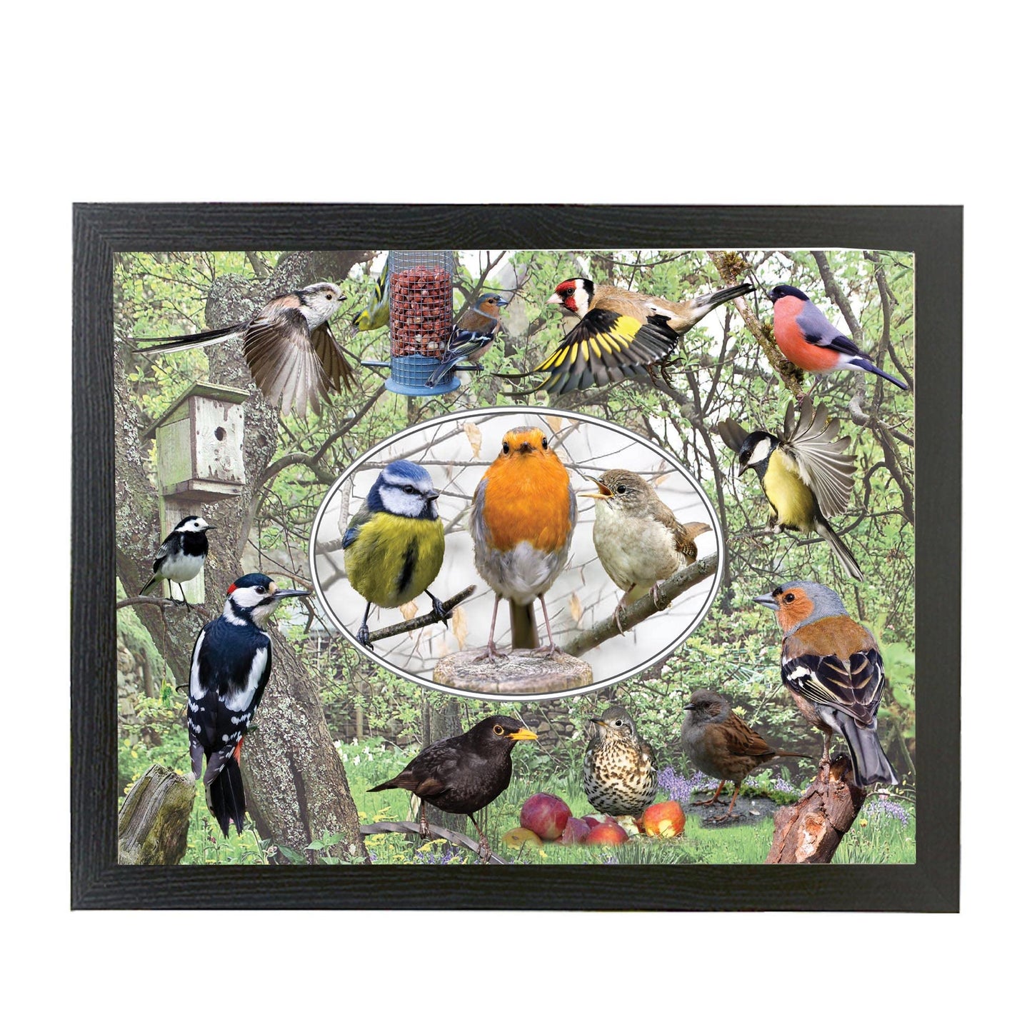 British Garden Birds Framed Wall Hanging Picture Gift, Multicolor