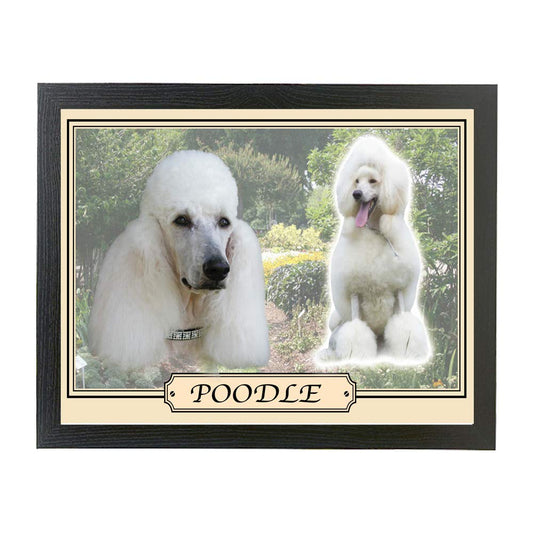 White Poodle dog breed framed picture gift
