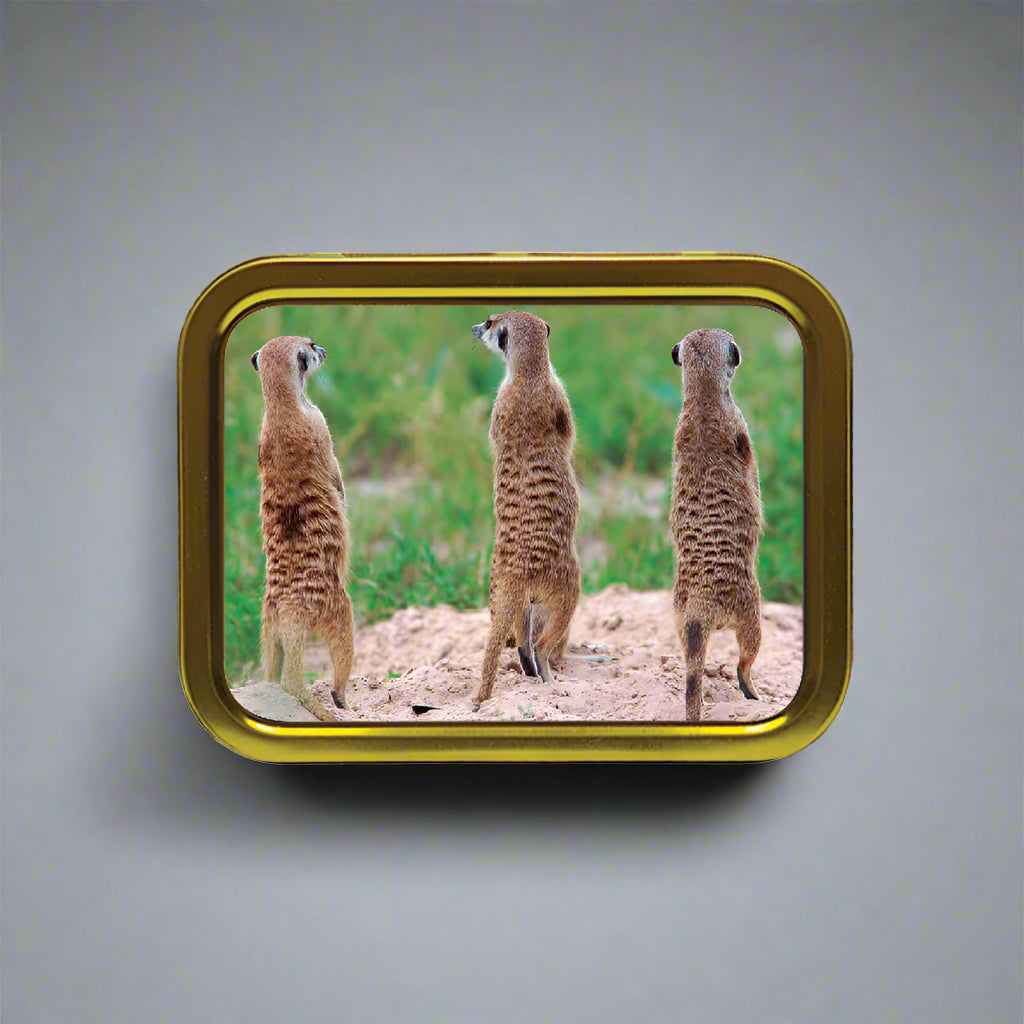 Three meerkats standing on a sandy patch with a green background