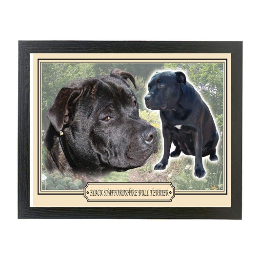 Black Staffordshire Bull Terrier dog breed framed picture gift