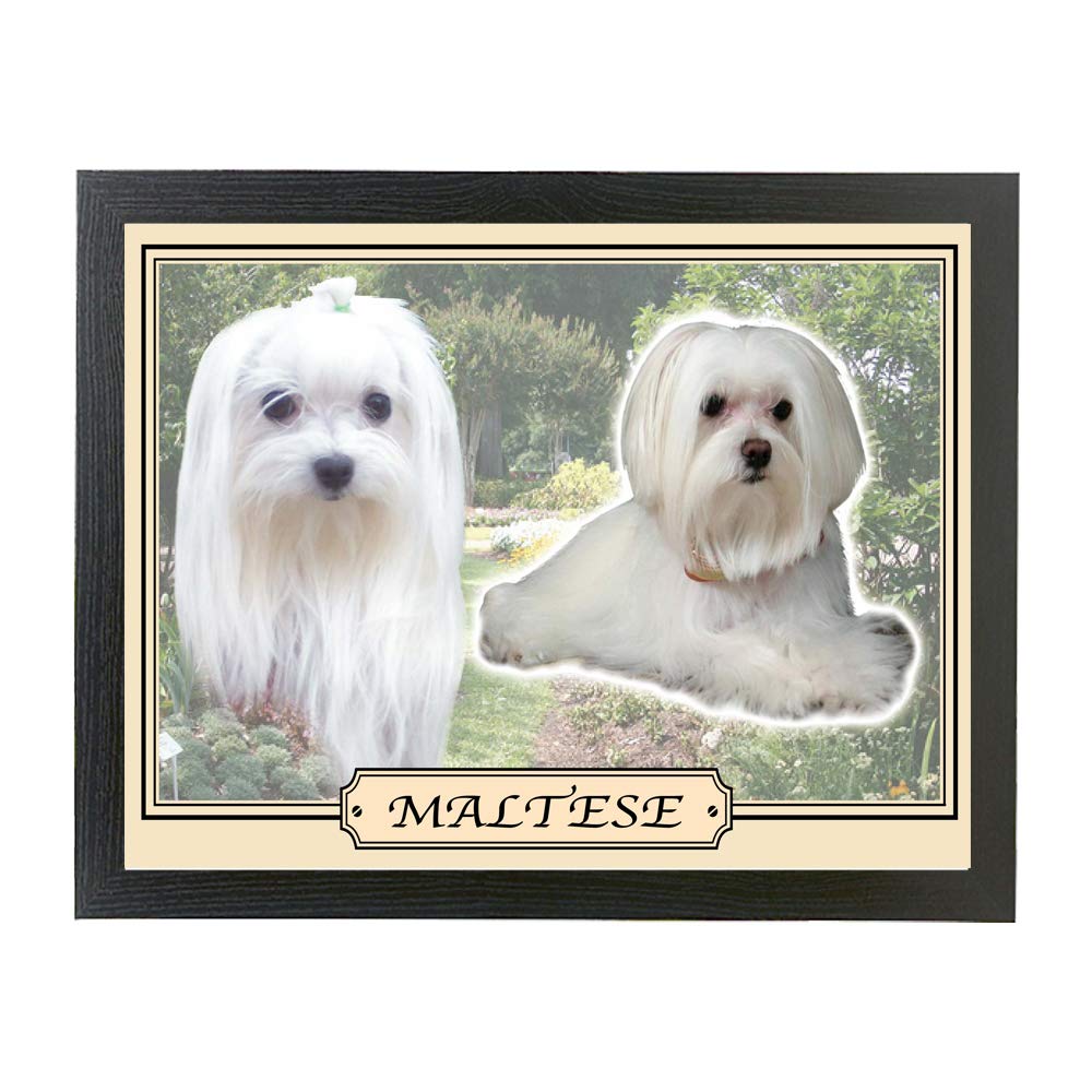 Maltese dog breed framed picture gift