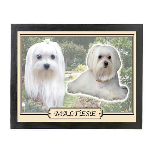 Maltese dog breed framed picture gift