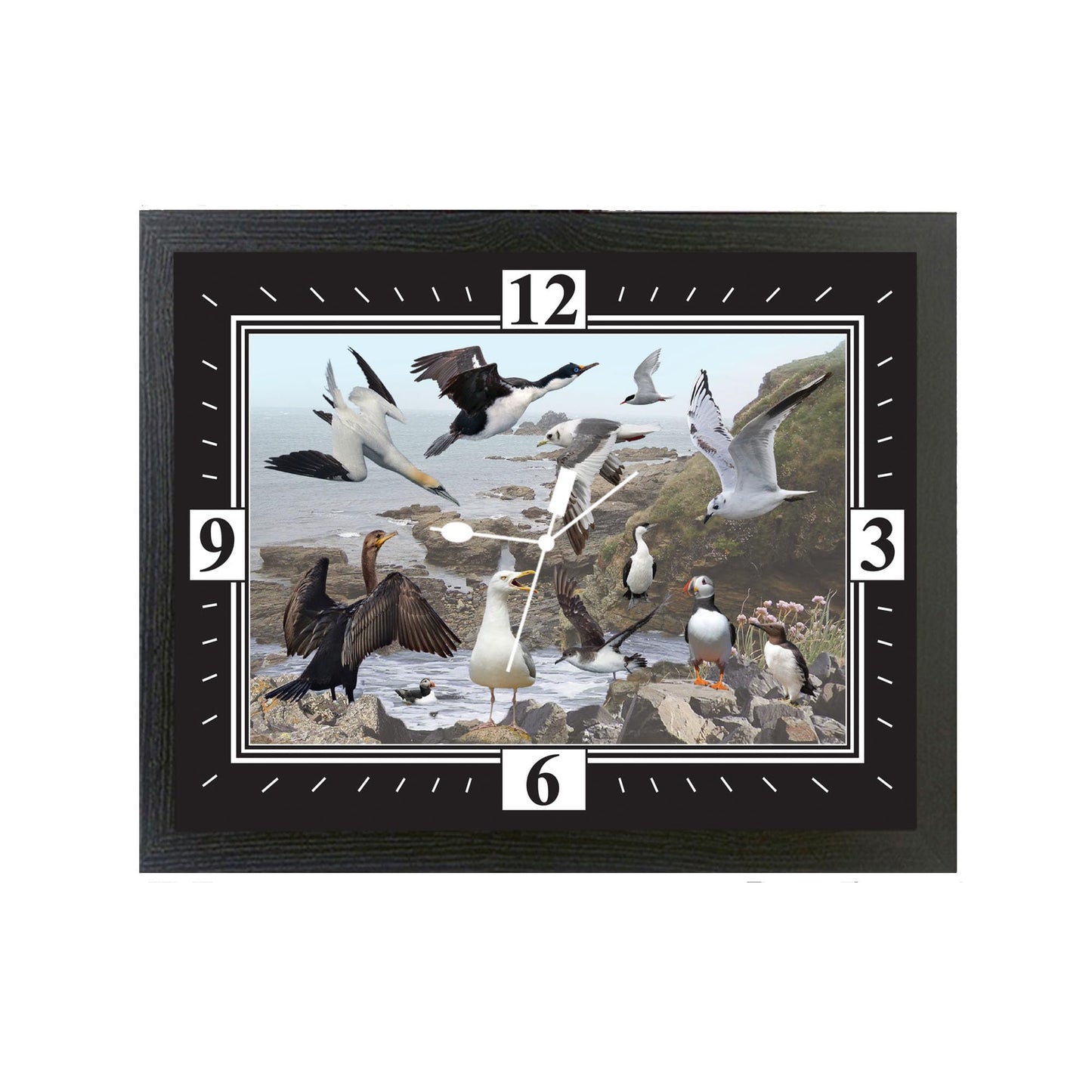 Generic Coastal Birds Wall Clock Gift, COASTALBIRDNPCLOCK_001