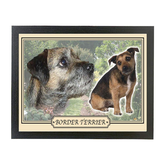 Border Terrier dog breed framed picture gift