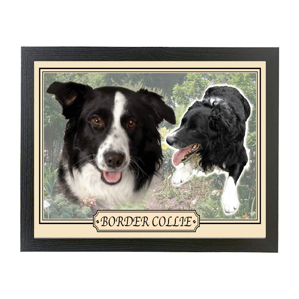 Border Collie dog breed framed picture gift