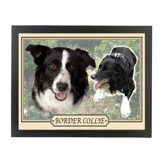 Border Collie dog breed framed picture gift