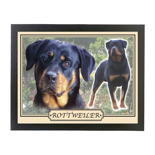 Rottweiler dog breed framed picture gift