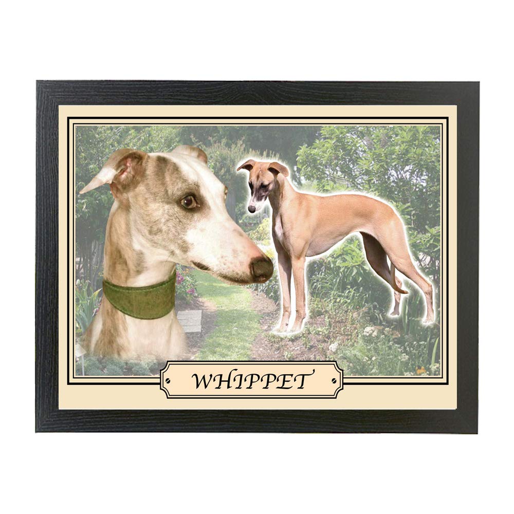 Whippet dog breed framed picture gift