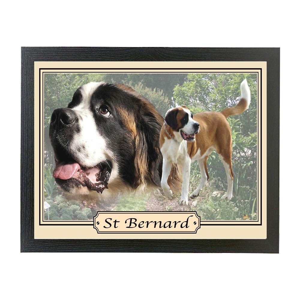St Bernard dog breed framed picture gift