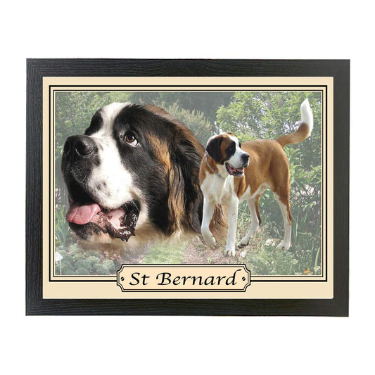 St Bernard dog breed framed picture gift