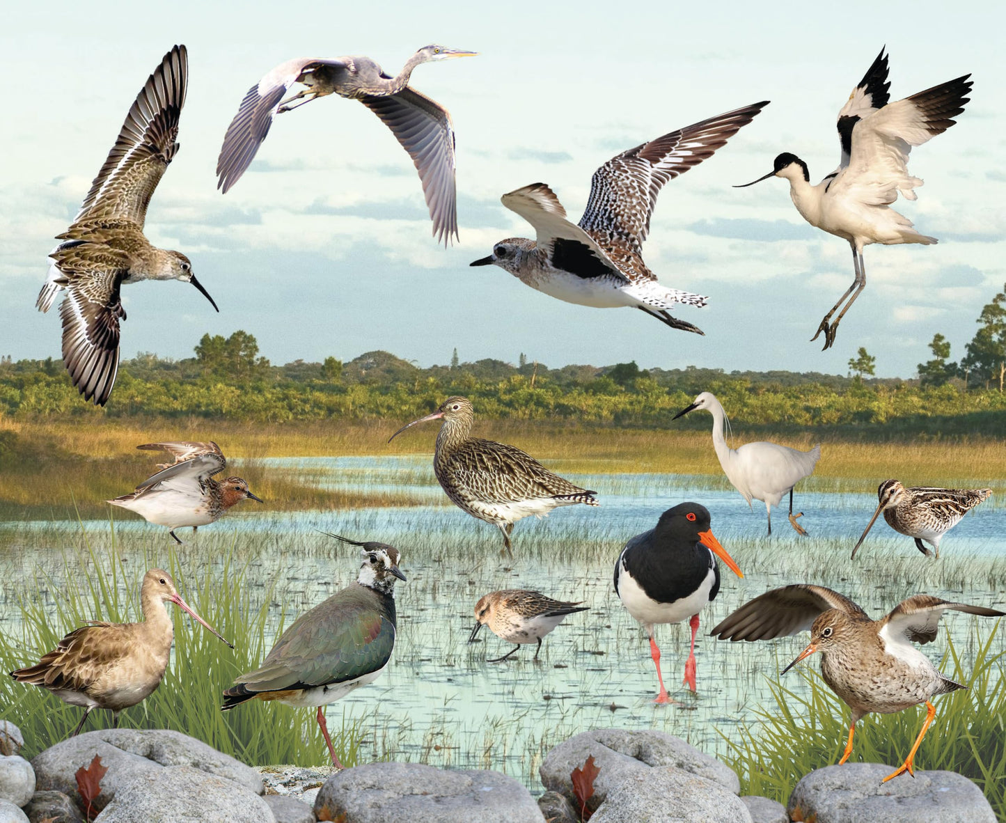 British Wetland Bird Ornithophile Birder Mouse Mat Gift