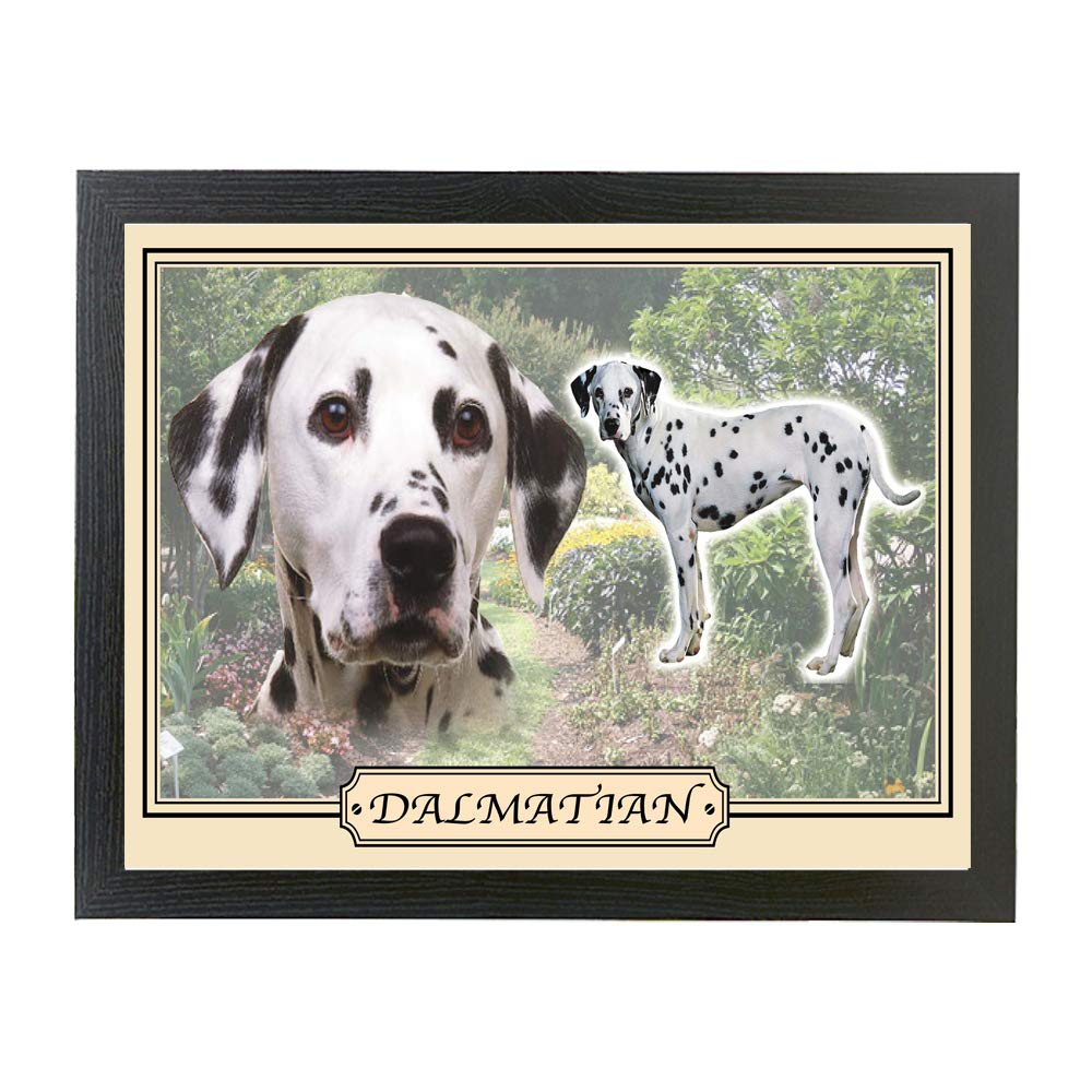 Dalmatian dog breed framed picture gift