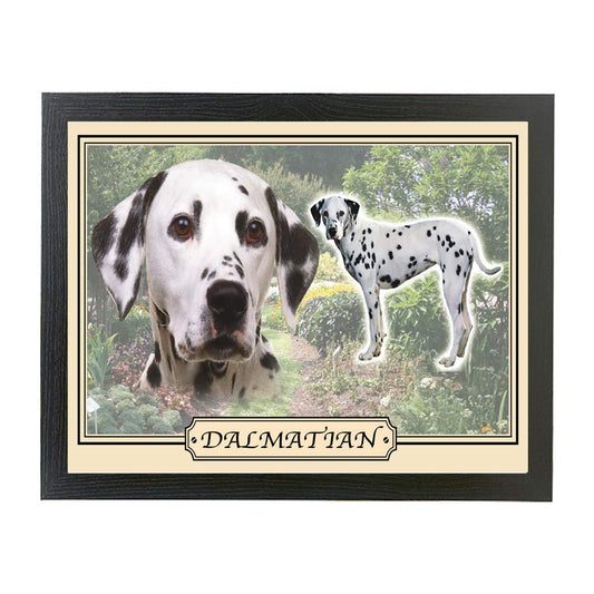 Dalmatian dog breed framed picture gift
