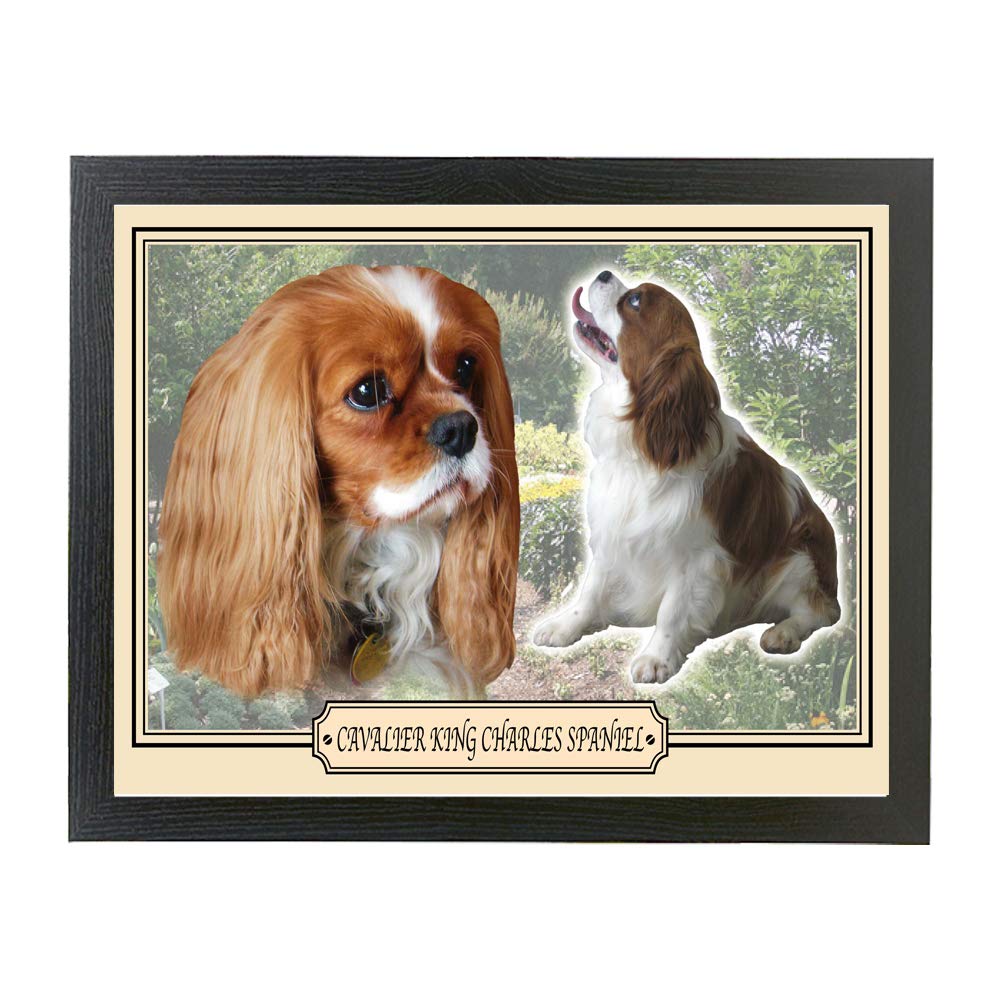 Cavalier King Charles Spaniel dog breed framed picture gift