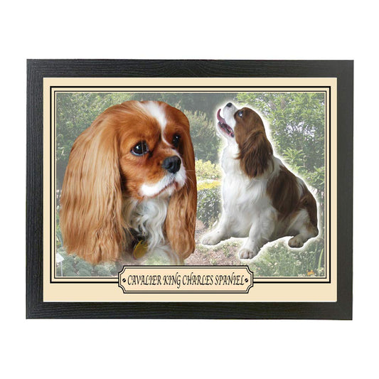 Cavalier King Charles Spaniel dog breed framed picture gift